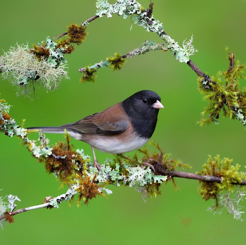 Dark-eyed Junco