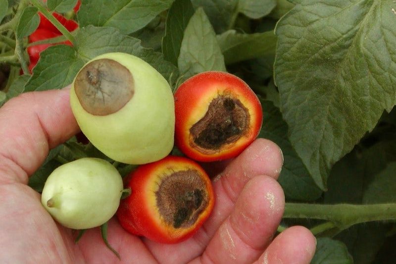 Fruit Rot Patterns Tell The Story