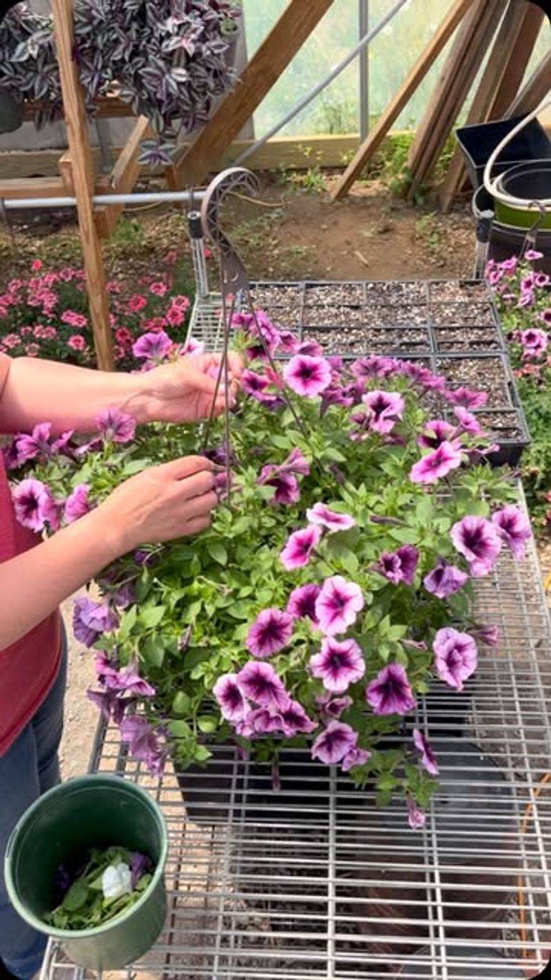 Clean Up Those Fading Annuals