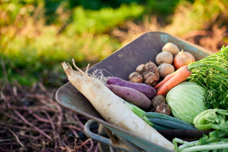 vegetables (featured image)