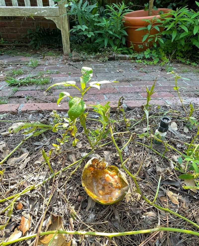 Remove Dead Plants