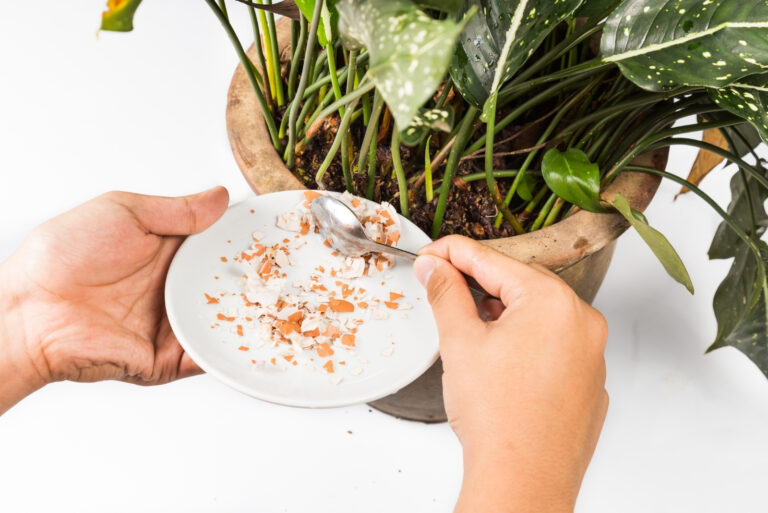 Crushed egg shell fed onto potted plant as natural fertilizer (featured image)