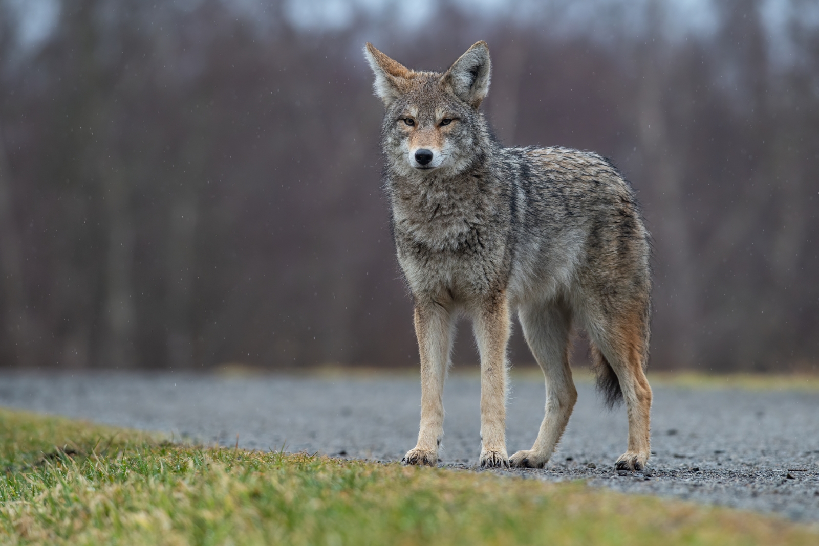 Steps To Take If You See A Coyote In Your Iowa Yard