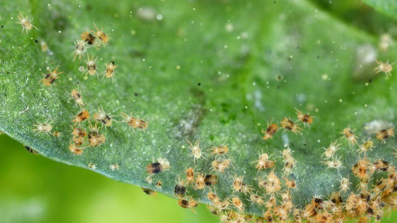 Spider Mites Weaving Webs Of Destruction