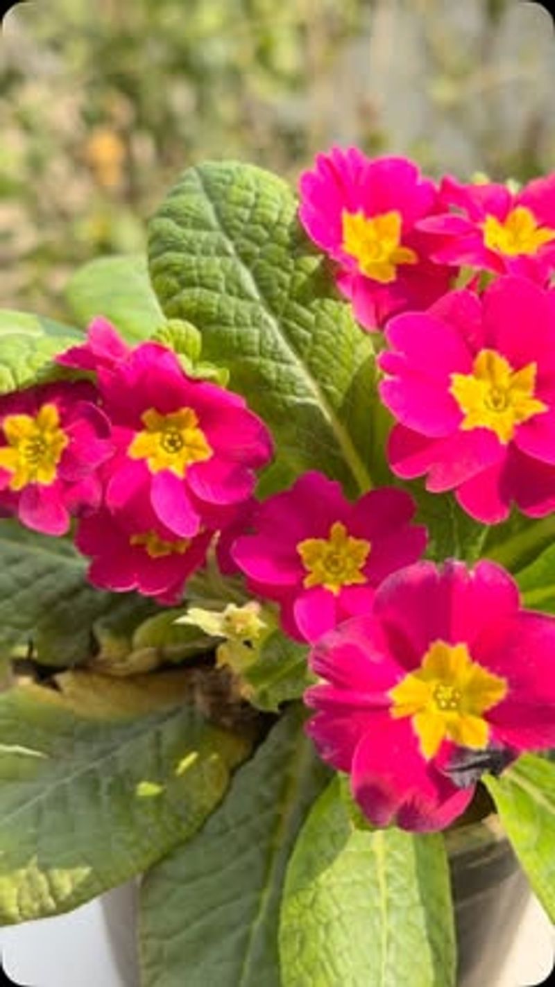 English Primrose
