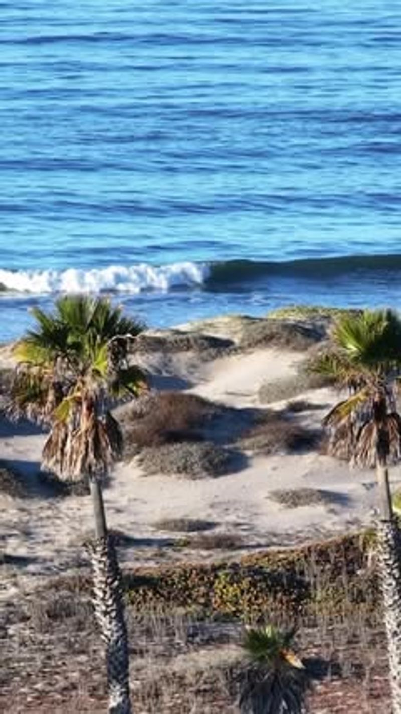 Ventura's Seaside Medicinal Garden