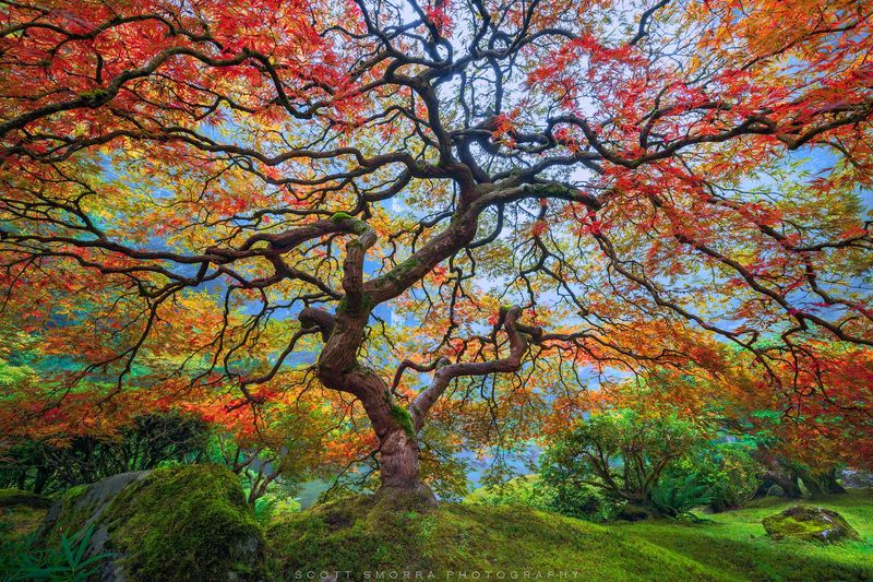 Maple Trees Paint The Seasons