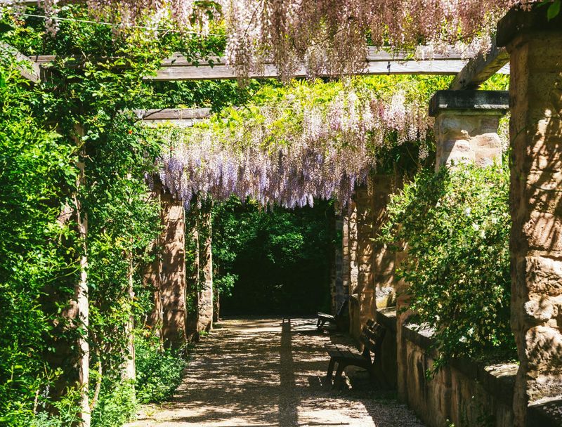 Wisteria Tunnels