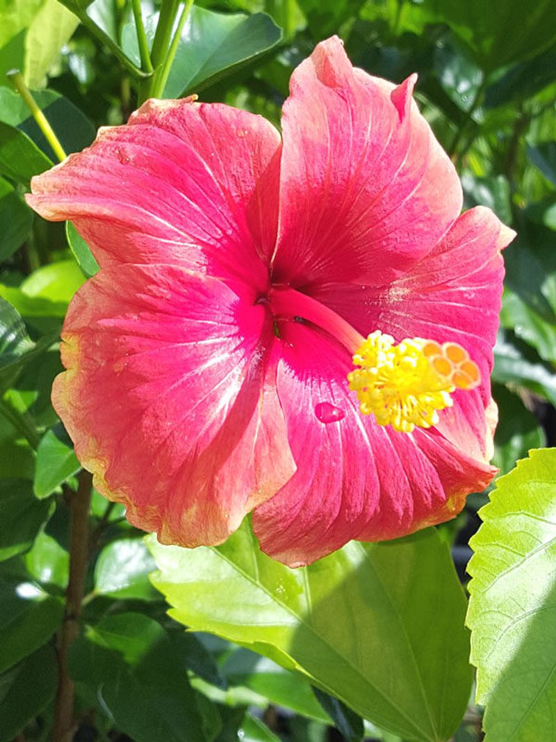Pacific Island Plants Add Tropical Touches