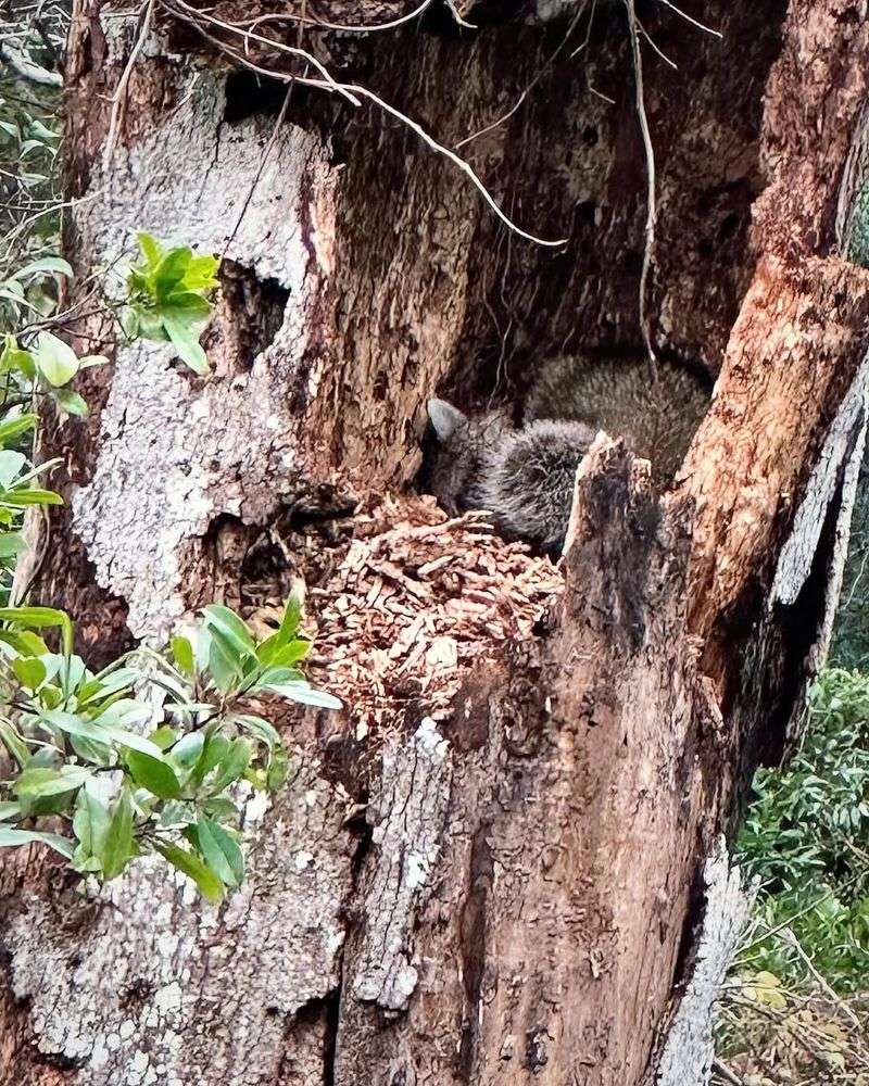Stump Surround Sanctuary