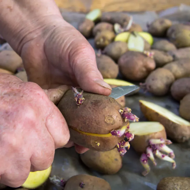 Save Seed Potatoes