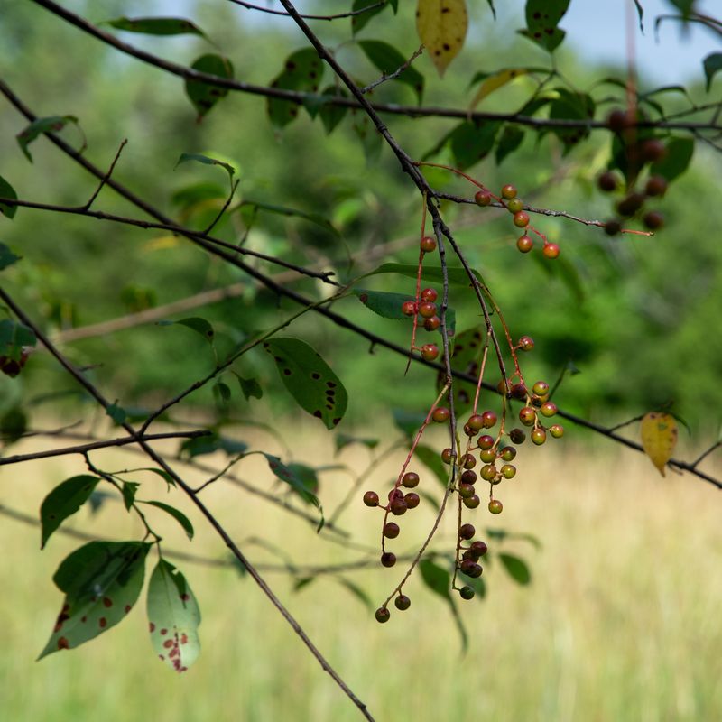 Insect Attraction Creates Bird Buffets