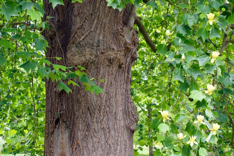 Long-Term Ecological Relationships