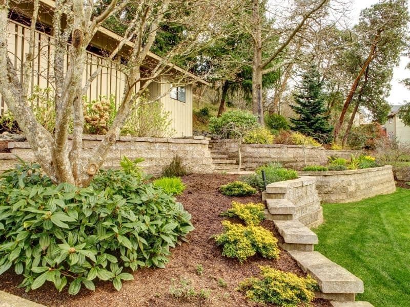 Drought-Tolerant Trees Anchor Slopes