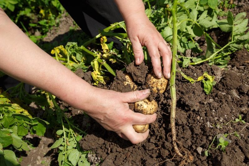 Harvest Timing Indicators