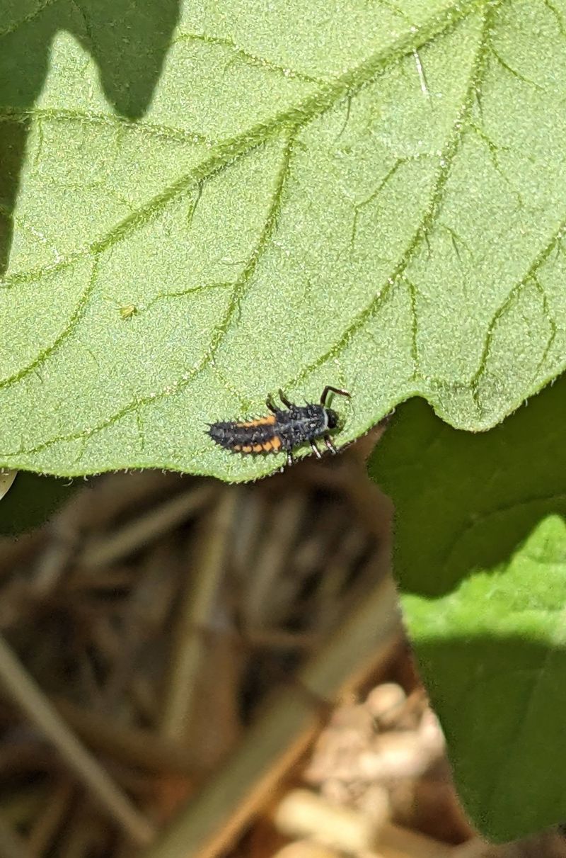 Beneficial Insect Attraction