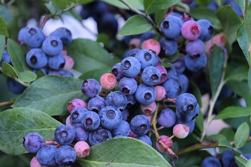 Blueberries
