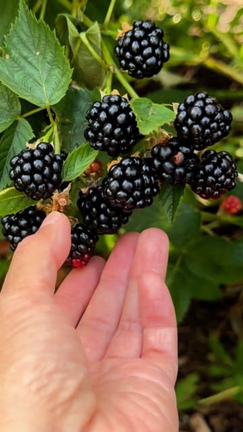 Blackberries: Wild-Growing Treasure