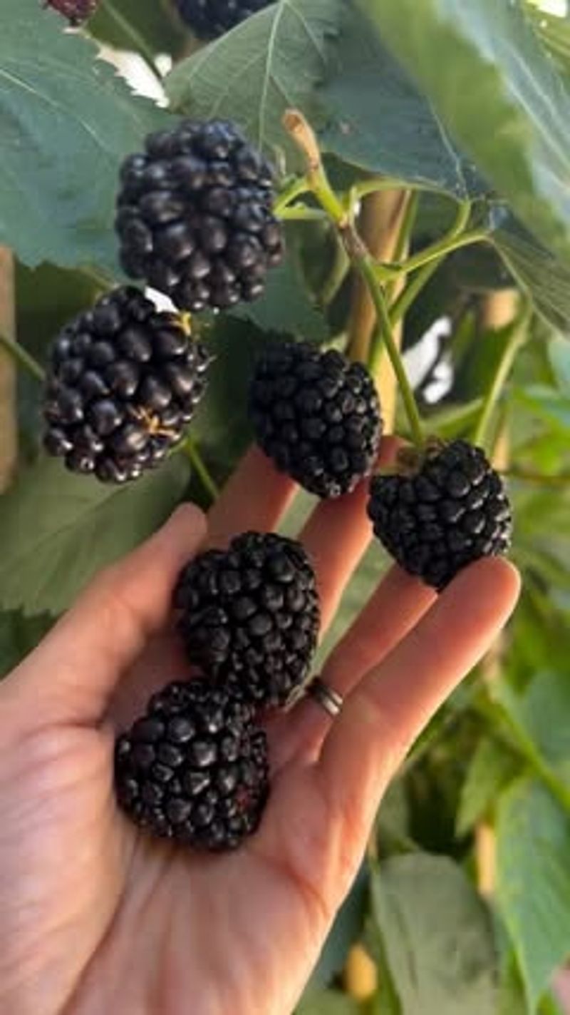 Blackberries