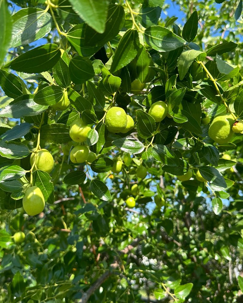 Jujube Trees