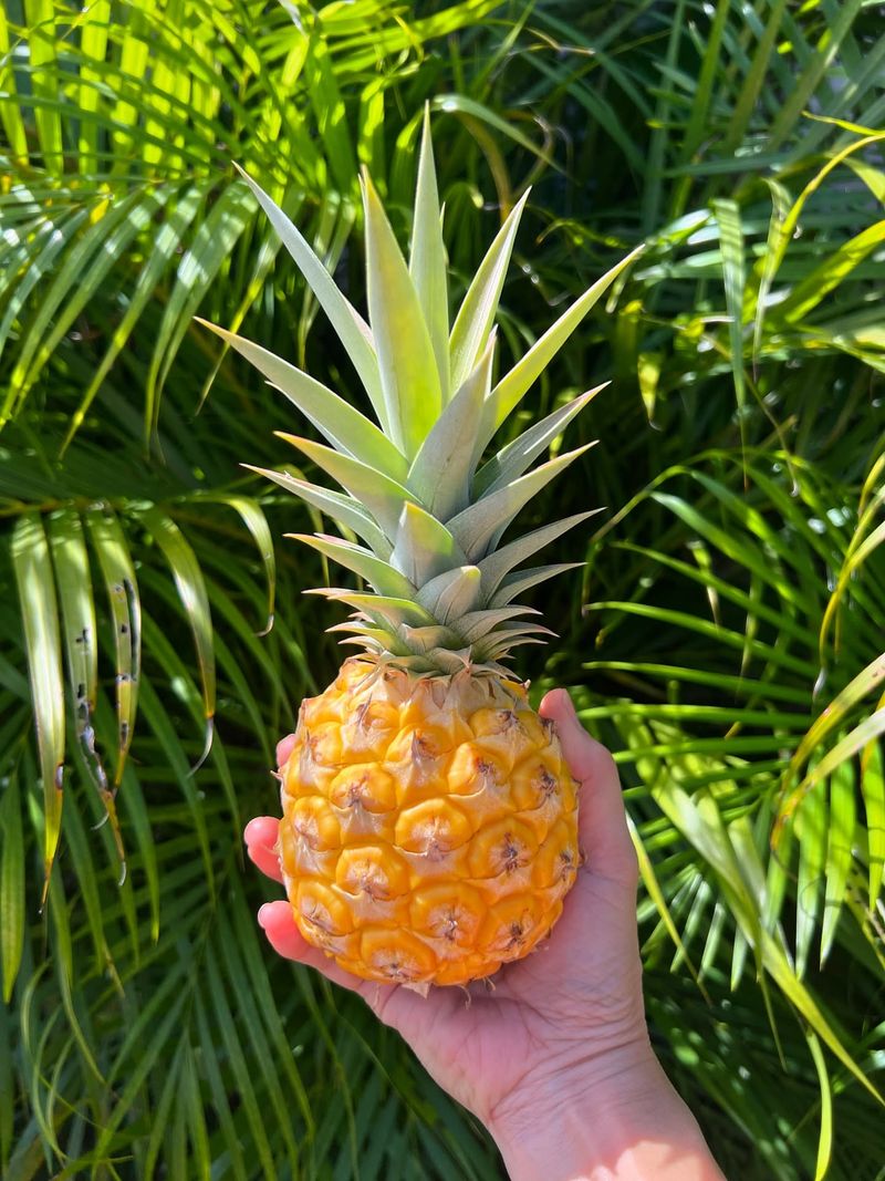Pineapple Prospects