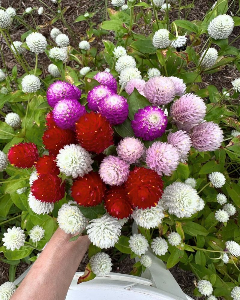 Globe Amaranth's Everlasting Blooms