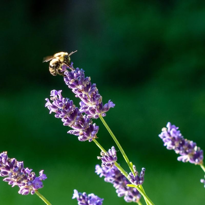 Pollinator Paradise