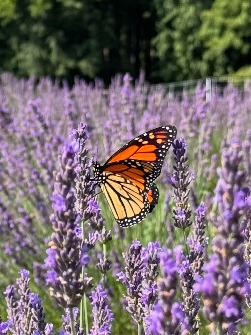 Pollinator Paradise