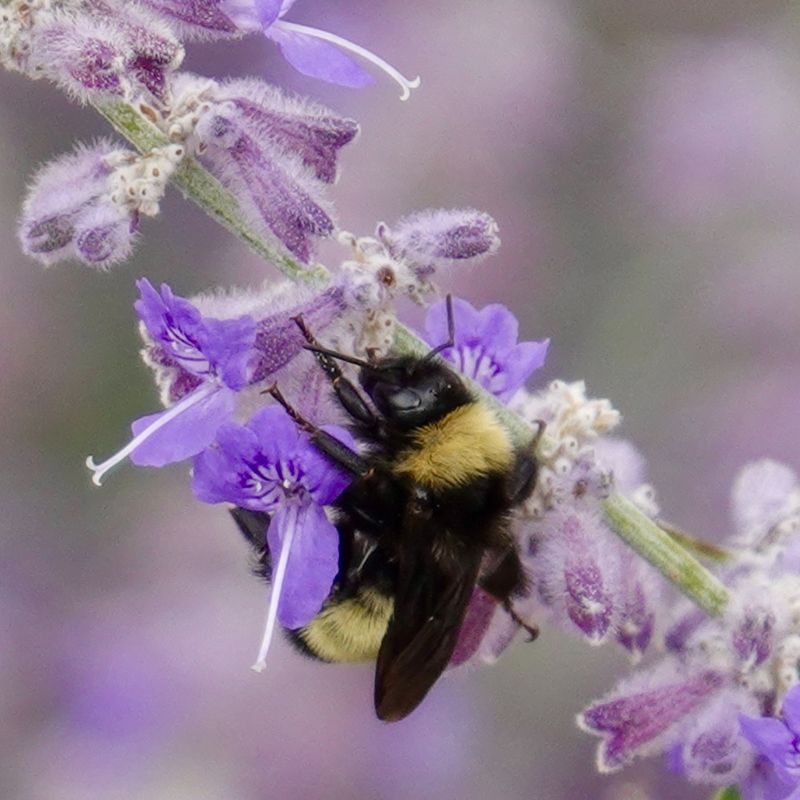 Pollinator Paradise
