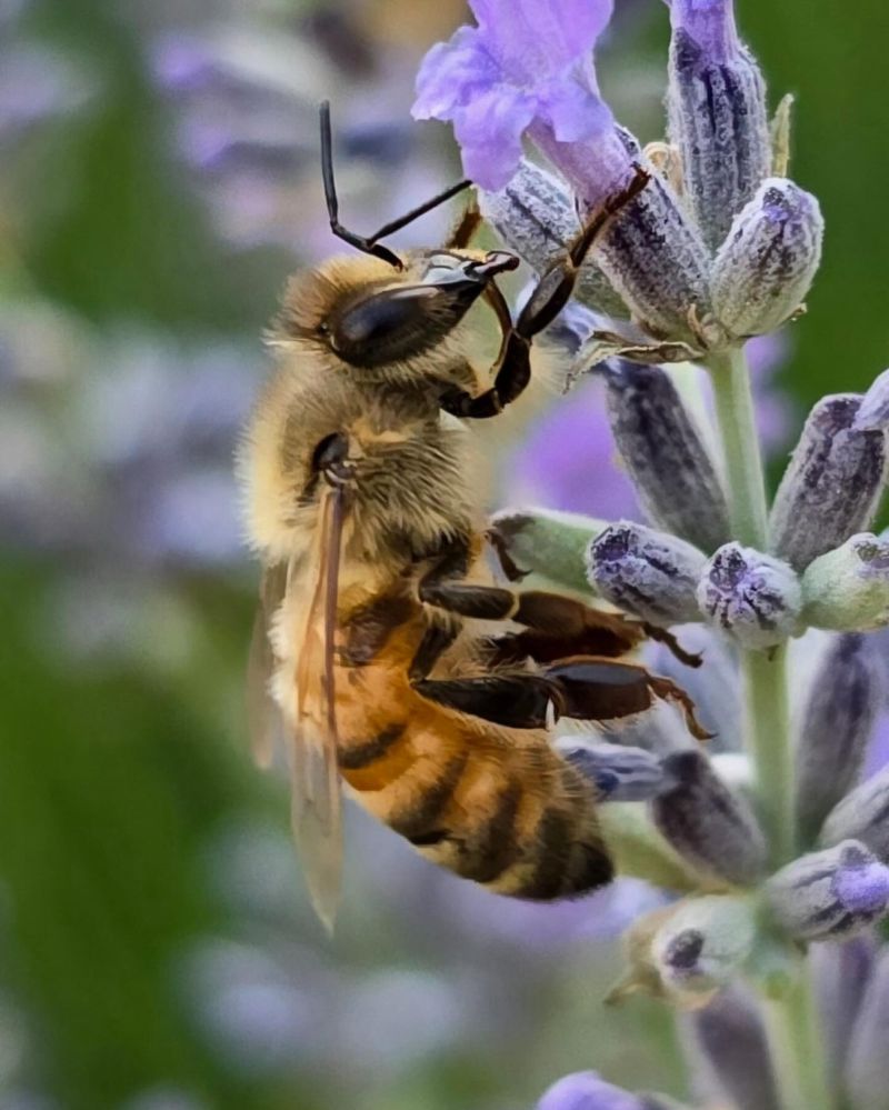 Pollinator Paradise