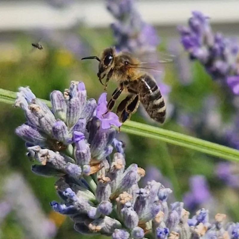 Bee and Butterfly Magnet