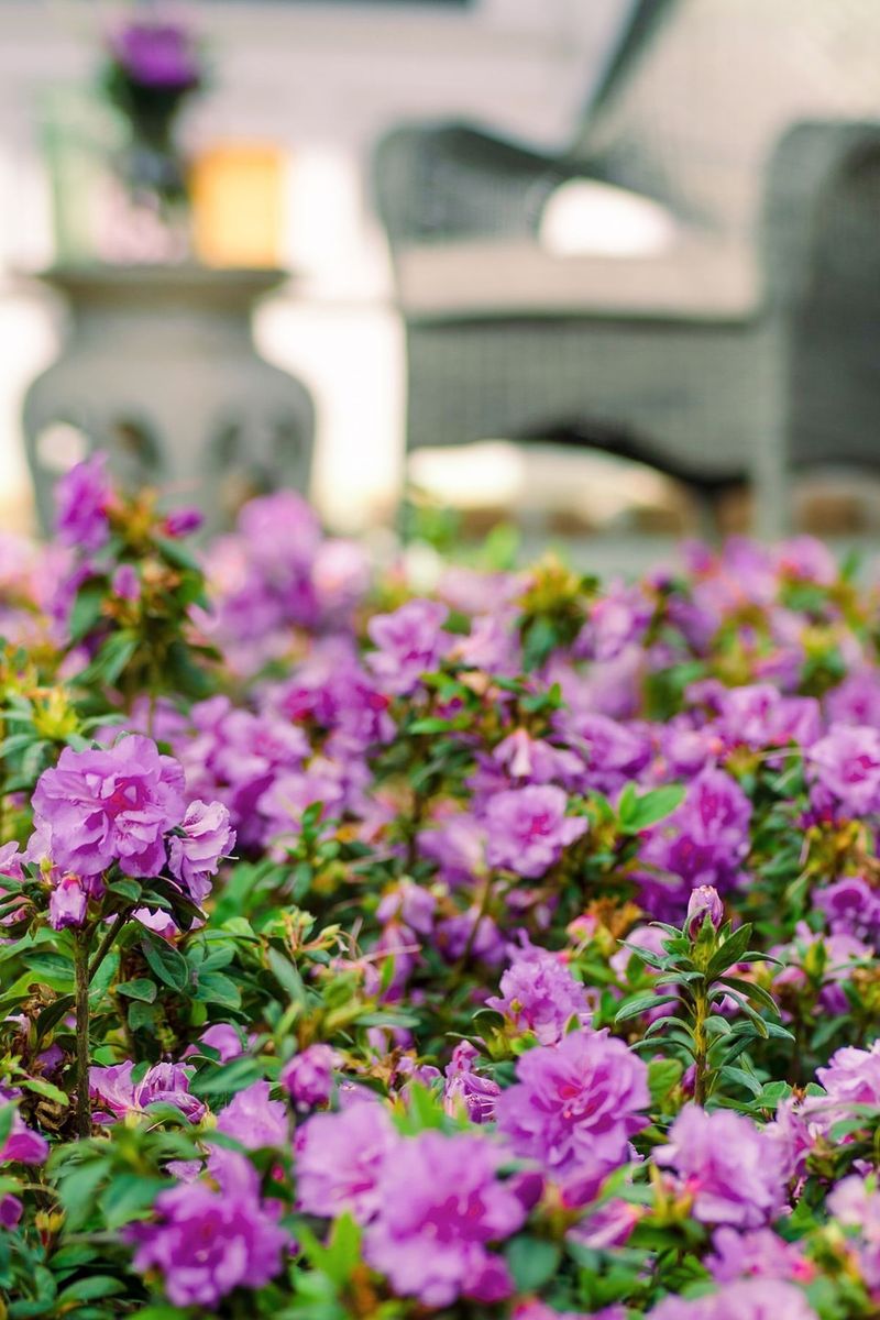 Enchanting Encore Azaleas