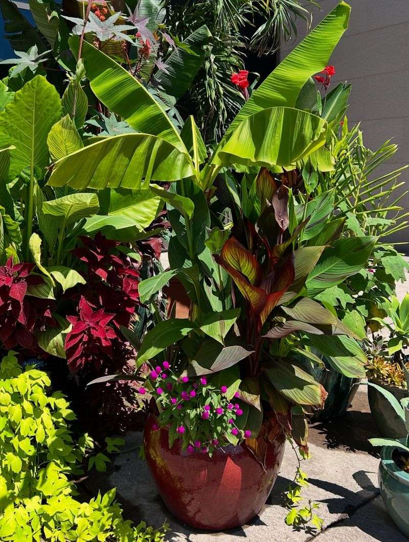 Showcase Vibrant Tropical Flowers In Containers