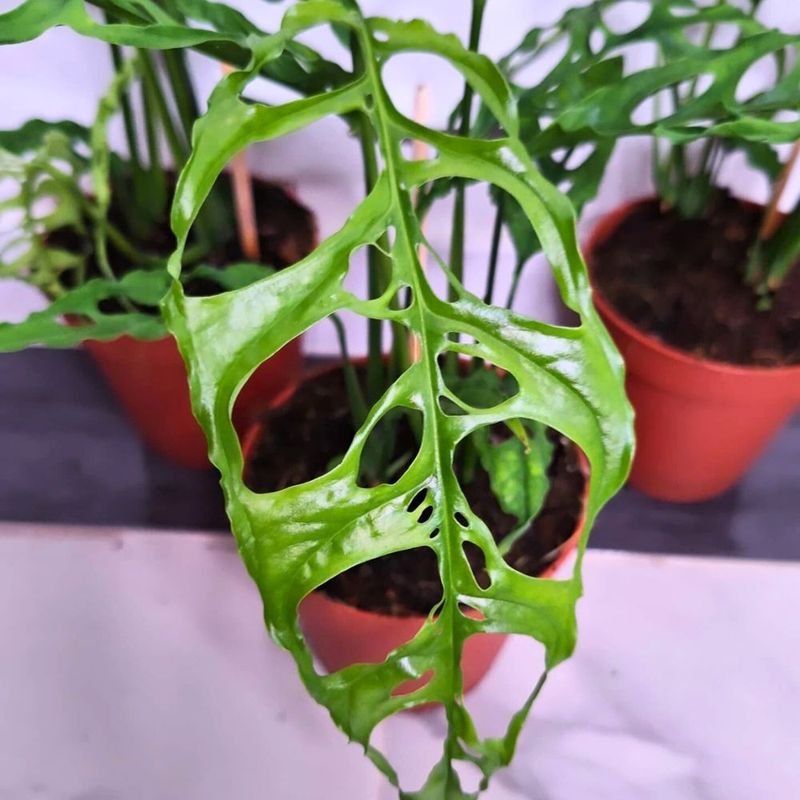 Monstera Obliqua: The Holy Grail With More Holes Than Leaf