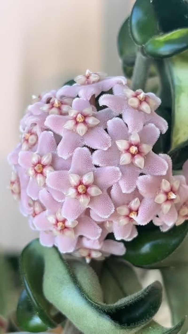 Hoya Carnosa Compacta