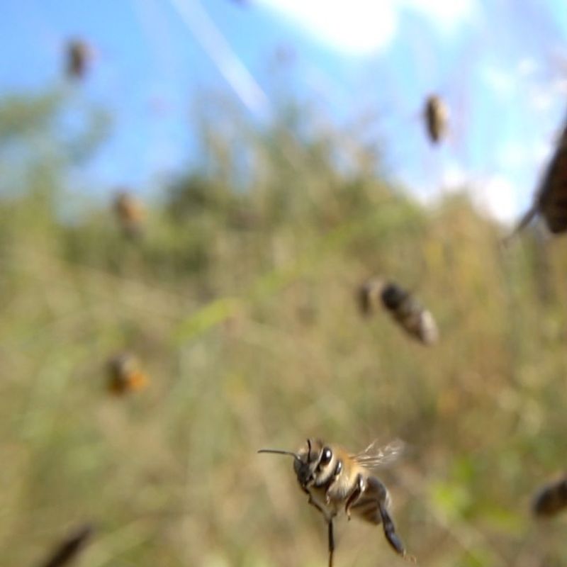 Honeybee