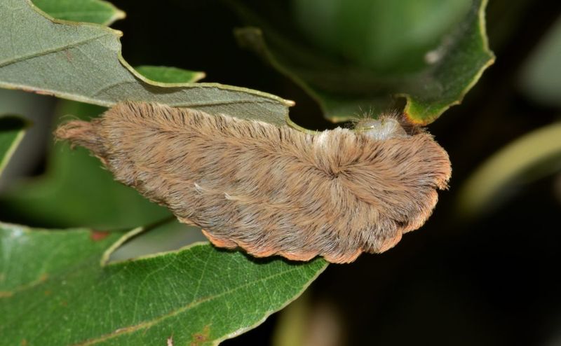 Texas Asp Caterpillars On Shrubs