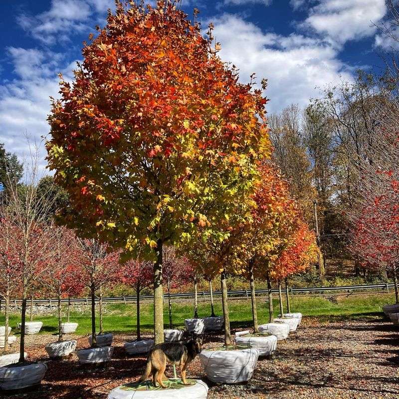 Mountain Maple: The High-Elevation Color Splash