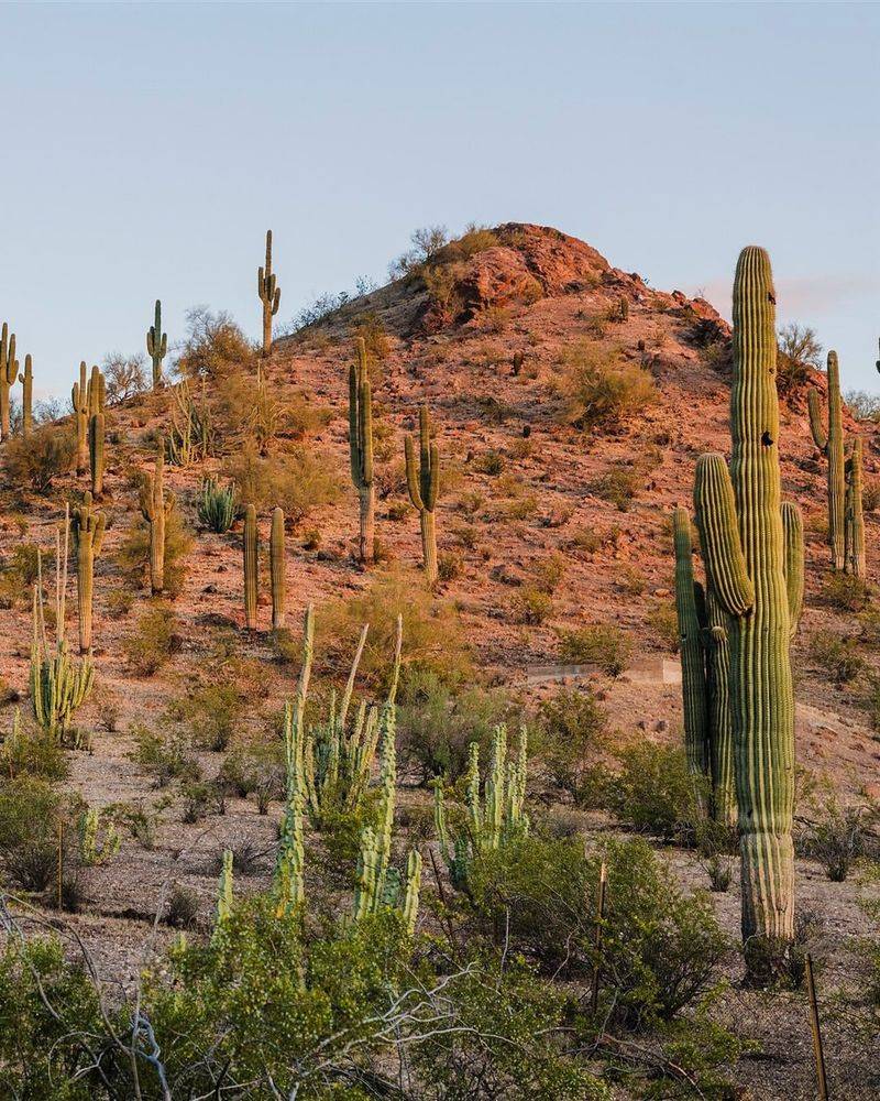 Explore the Sonoran Desert Nature Loop