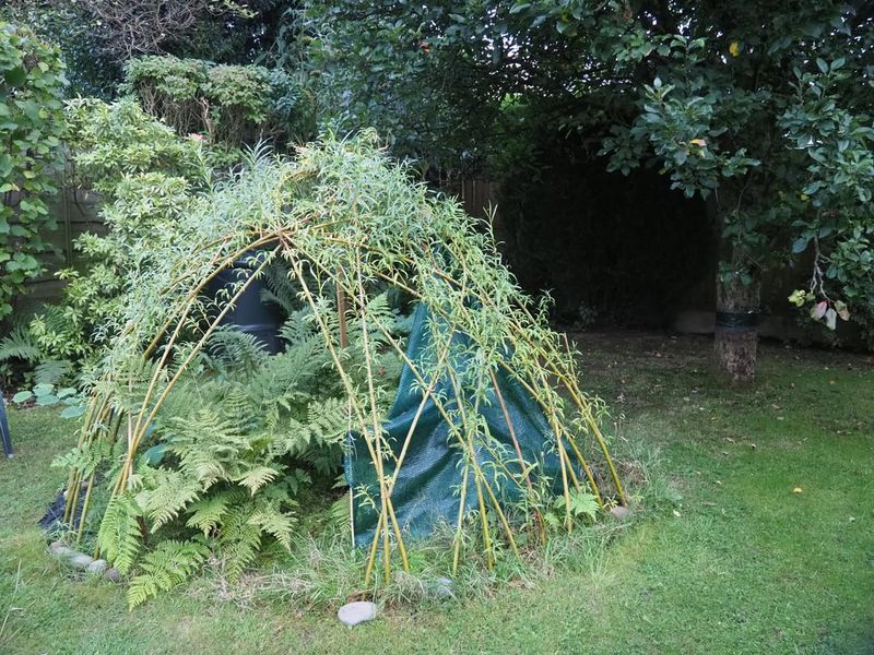 Woven Branch Dome