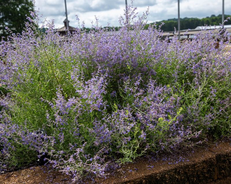 Graceful Russian Sage