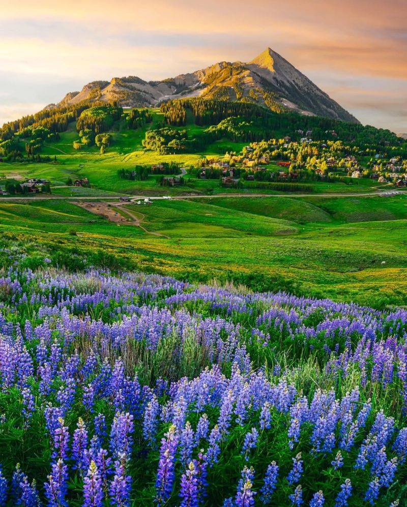 Majestic Lupine