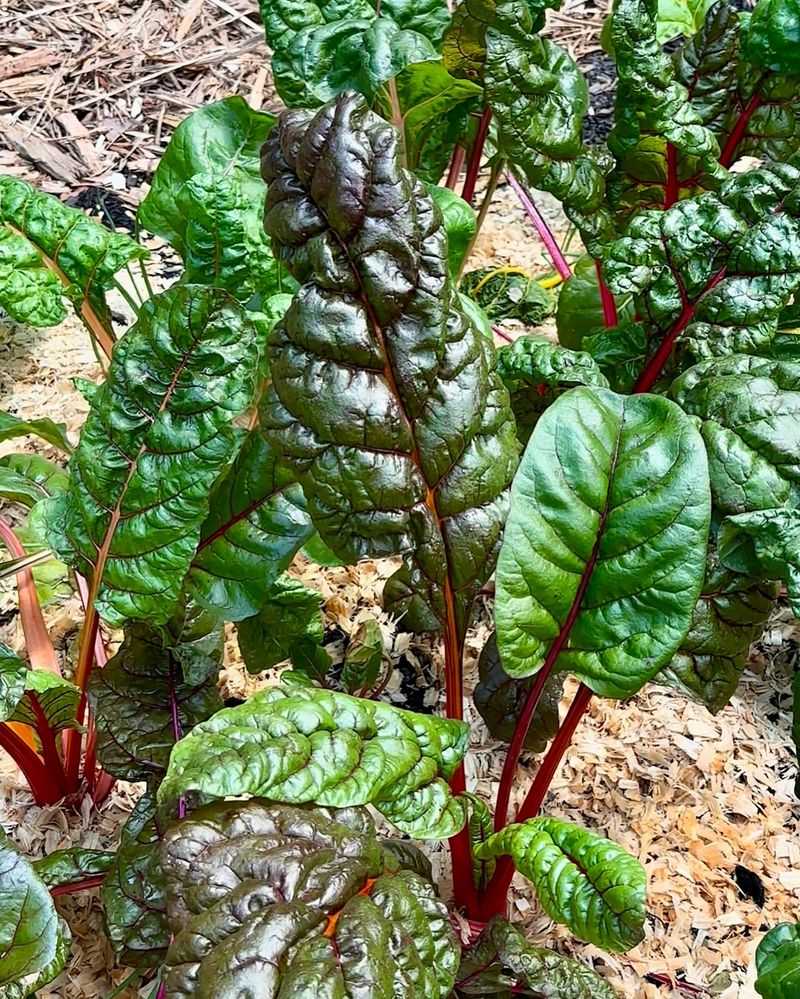 Prolific Swiss Chard