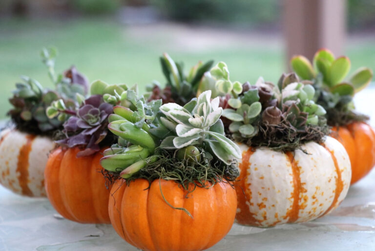 Mini pumpkin succulent creation (featured image)