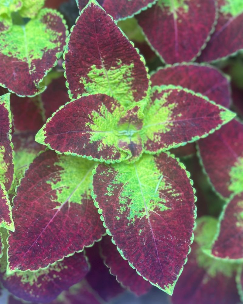 Coleus