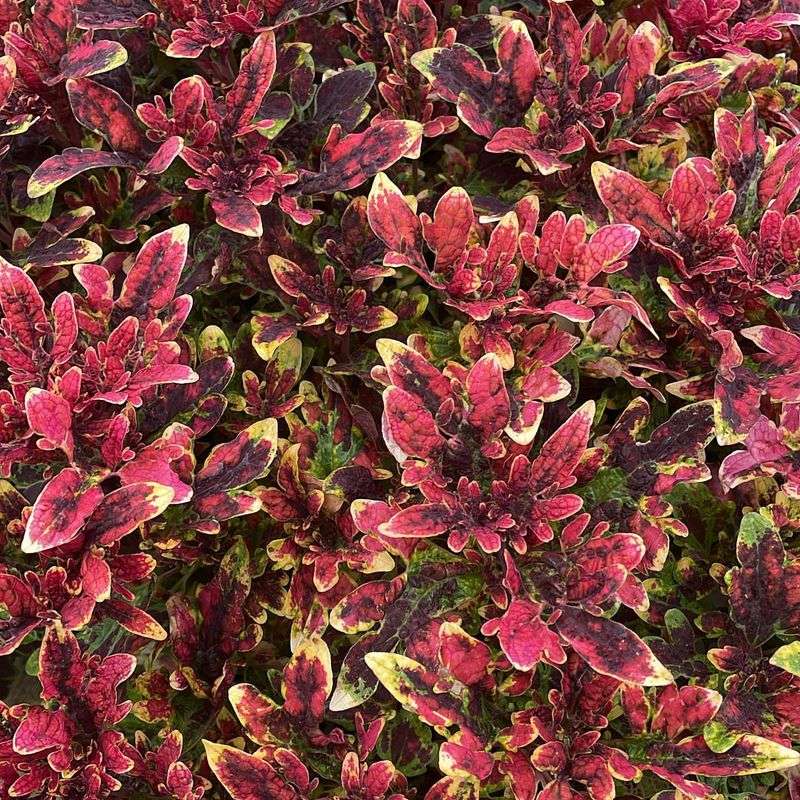 Burning Bush