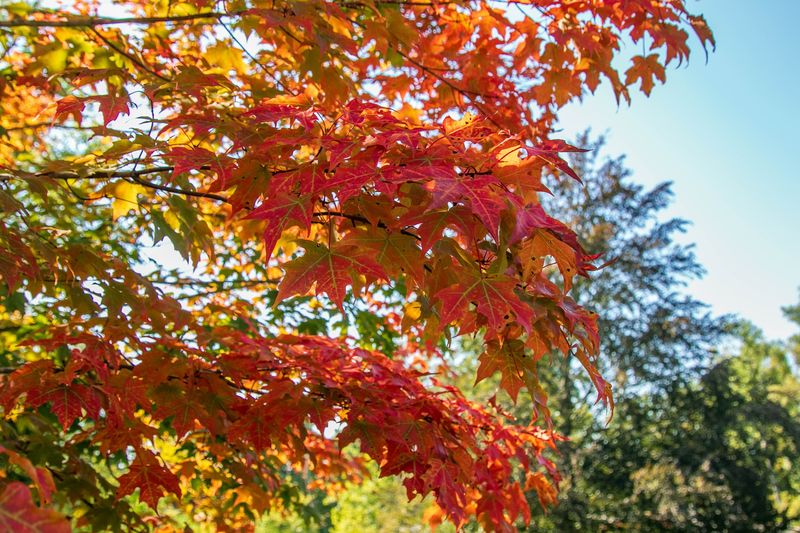 Red Maple: First to Blush in Autumn