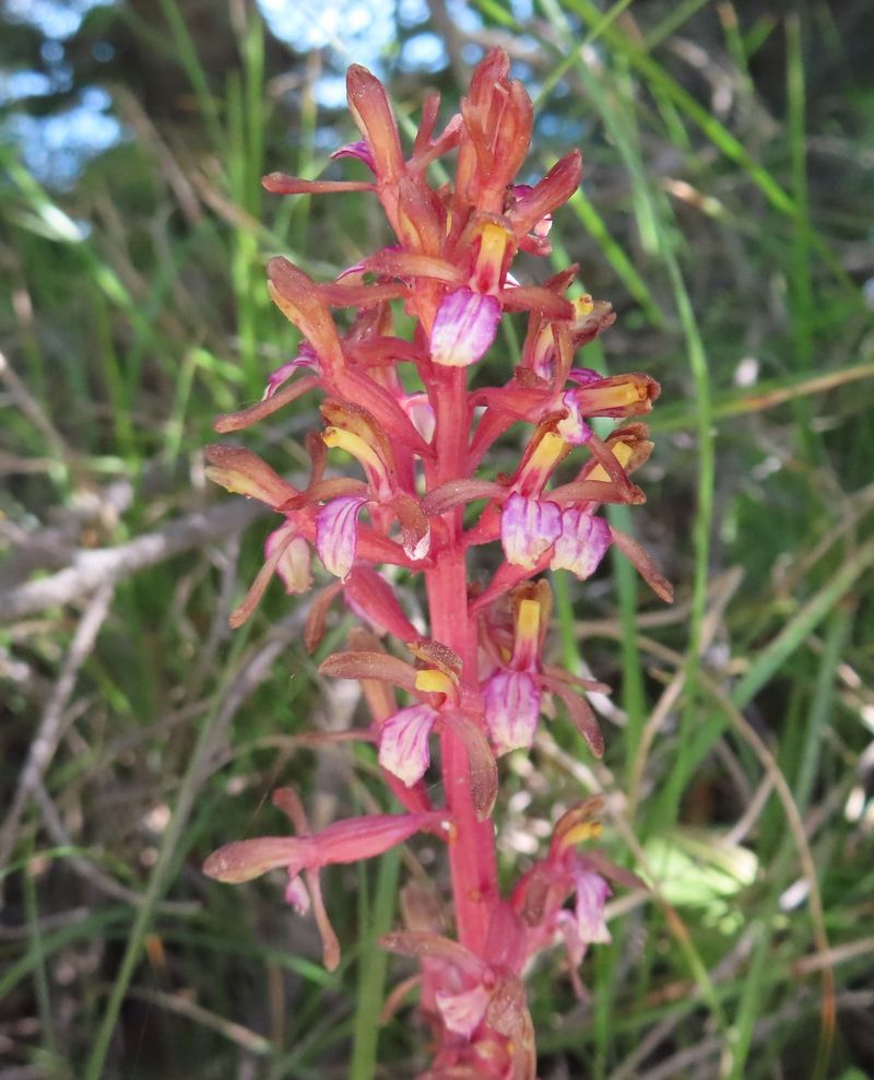 Pacific Coralroot (Corallorhiza mertensiana)