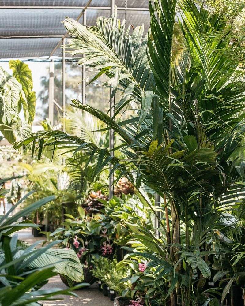Tropical Plants and Palms