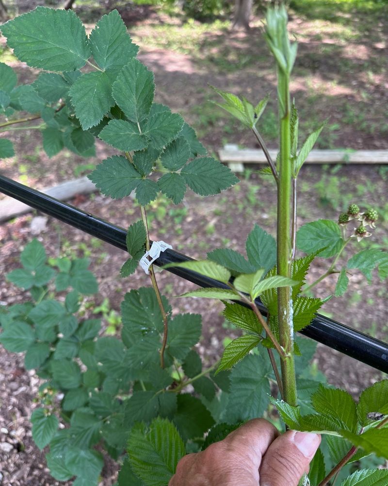 Blackberry Canes